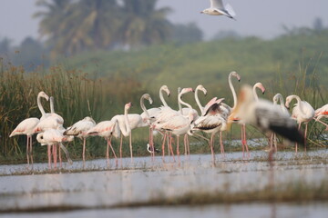 This breathtaking image captures a flamingo in its natural habitat at Bhigwan, Maharashtra, a...