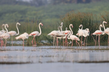 This breathtaking image captures a flamingo in its natural habitat at Bhigwan, Maharashtra, a renowned birdwatching destination. With its elegant long legs, curved neck, and striking pink feathers