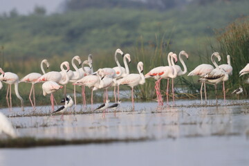 Fototapeta premium This breathtaking image captures a flamingo in its natural habitat at Bhigwan, Maharashtra, a renowned birdwatching destination. With its elegant long legs, curved neck, and striking pink feathers, th