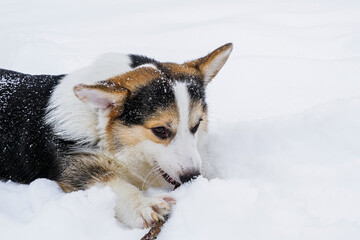 Dog. Welsh corgi Pembroke. A thoroughbred dog is gnawing on a stick in the snow. Pets