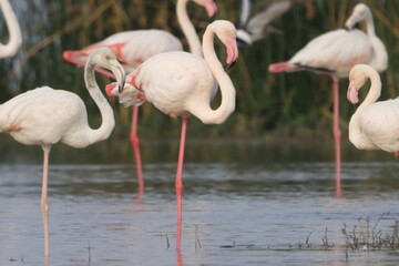 This breathtaking image captures a flamingo in its natural habitat at Bhigwan, Maharashtra, a renowned birdwatching destination. With its elegant long legs, curved neck, and striking pink feathers, th