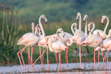 This breathtaking image captures a flamingo in its natural habitat at Bhigwan, Maharashtra, a renowned birdwatching destination. With its elegant long legs, curved neck, and striking pink feathers, th