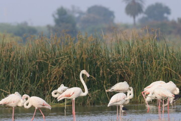 This breathtaking image captures a flamingo in its natural habitat at Bhigwan, Maharashtra, a...