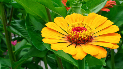 Flower. Zinnia is a genus of sunflower plants in the daisy family. Gardening.