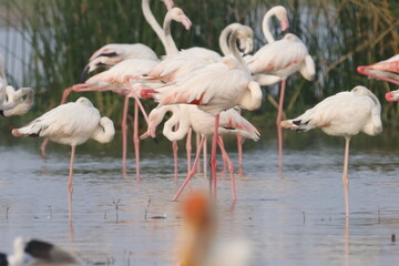 This breathtaking image captures a flamingo in its natural habitat at Bhigwan, Maharashtra, a renowned birdwatching destination. With its elegant long legs, curved neck, and striking pink feathers, th