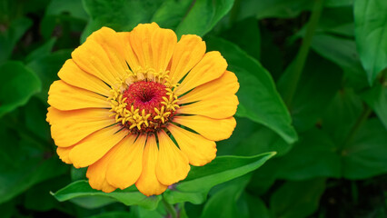 Flower. Zinnia is a genus of sunflower plants in the daisy family. Gardening.