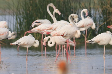 This breathtaking image captures a flamingo in its natural habitat at Bhigwan, Maharashtra, a renowned birdwatching destination. With its elegant long legs, curved neck, and striking pink feathers, th