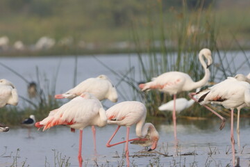 This breathtaking image captures a flamingo in its natural habitat at Bhigwan, Maharashtra, a...