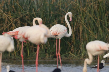 This breathtaking image captures a flamingo in its natural habitat at Bhigwan, Maharashtra, a renowned birdwatching destination. With its elegant long legs, curved neck, and striking pink feathers, th