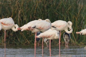 This breathtaking image captures a flamingo in its natural habitat at Bhigwan, Maharashtra, a renowned birdwatching destination. With its elegant long legs, curved neck, and striking pink feathers, th