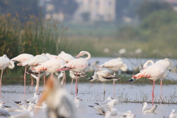 This breathtaking image captures a flamingo in its natural habitat at Bhigwan, Maharashtra, a...