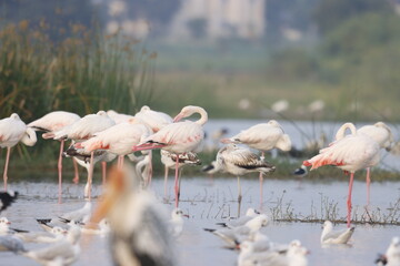 This breathtaking image captures a flamingo in its natural habitat at Bhigwan, Maharashtra, a...