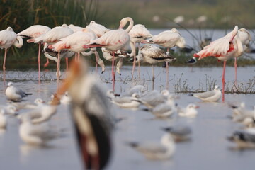 This breathtaking image captures a flamingo in its natural habitat at Bhigwan, Maharashtra, a...