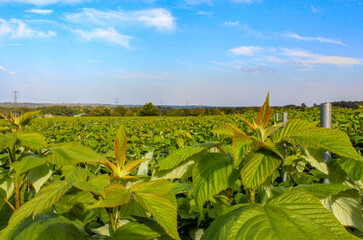 Agricultural farm field with big quantity of the raspberry plants. Lines of raspberry plants held by metal pipes and nets. Beautiful natural landscape.