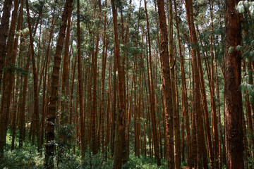 Coniferous Indian long leaf pine forest Pinus roxburghii
