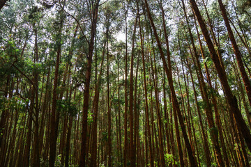 Coniferous Indian long leaf pine forest Pinus roxburghii
