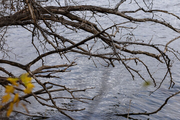 Tree branches over river water on Sylvan Island