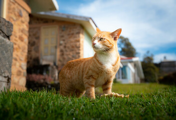 Extremely Detailed closeup of a pretty ginger cat in early morning light cat attitude