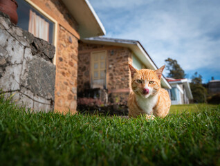 Extremely Detailed closeup of a pretty ginger cat in early morning light cat attitude