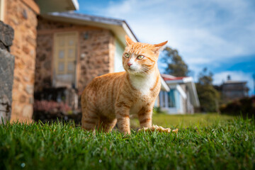 Extremely Detailed closeup of a pretty ginger cat in early morning light cat attitude
