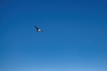 Gull flying over Bolio Lake in Alaska