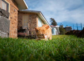 Extremely Detailed closeup of a pretty ginger cat in early morning light cat eating
