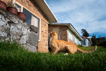 Extremely Detailed closeup of a pretty ginger cat in early morning light cat jumping
