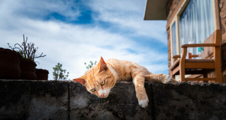 Extremely Detailed closeup of a pretty ginger cat in early morning light cat attitude