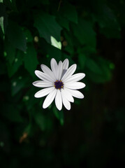 White osteospermum showing its purple center and green foliage background