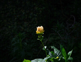 Yellow Flower bud glowing in the morning sun on a green background in a garden