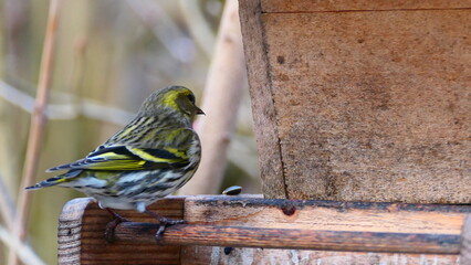 Zeisig sitz am Futterhäuschen