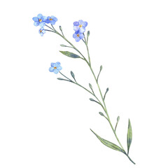 Forget-me-not flower. Hand drawn watercolor illustration.