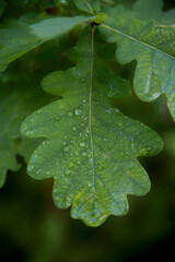 Liść dębu z kroplami wody