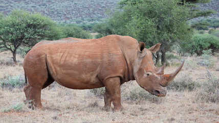 Naklejka premium rhino and calf