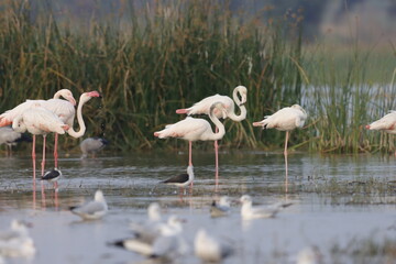 This breathtaking image captures a flamingo in its natural habitat at Bhigwan, Maharashtra, a...
