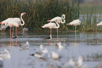 Obraz premium This breathtaking image captures a flamingo in its natural habitat at Bhigwan, Maharashtra, a renowned birdwatching destination. With its elegant long legs, curved neck, and striking pink feathers, th