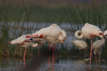 This breathtaking image captures a flamingo in its natural habitat at Bhigwan, Maharashtra, a...
