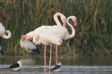 This breathtaking image captures a flamingo in its natural habitat at Bhigwan, Maharashtra, a renowned birdwatching destination. With its elegant long legs, curved neck, and striking pink feathers, th