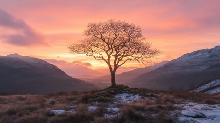 An arafed tree silhouetted against a vibrant sunset, perched atop a hill, creating a serene and picturesque landscape.
