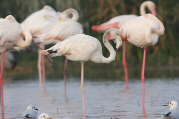 This breathtaking image captures a flamingo in its natural habitat at Bhigwan, Maharashtra, a renowned birdwatching destination. With its elegant long legs, curved neck, and striking pink feathers, th