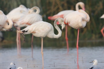 This breathtaking image captures a flamingo in its natural habitat at Bhigwan, Maharashtra, a renowned birdwatching destination. With its elegant long legs, curved neck, and striking pink feathers, th