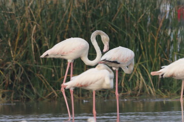 This breathtaking image captures a flamingo in its natural habitat at Bhigwan, Maharashtra, a renowned birdwatching destination. With its elegant long legs, curved neck, and striking pink feathers, th