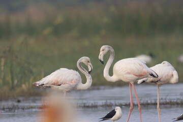 This breathtaking image captures a flamingo in its natural habitat at Bhigwan, Maharashtra, a...