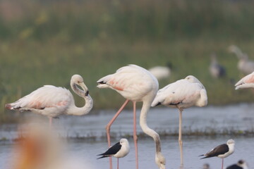 This breathtaking image captures a flamingo in its natural habitat at Bhigwan, Maharashtra, a...
