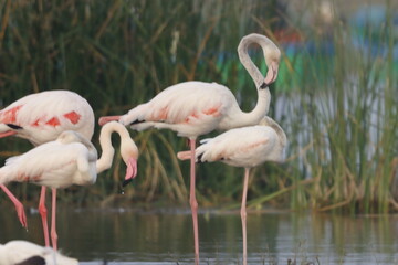 This breathtaking image captures a flamingo in its natural habitat at Bhigwan, Maharashtra, a renowned birdwatching destination. With its elegant long legs, curved neck, and striking pink feathers, th