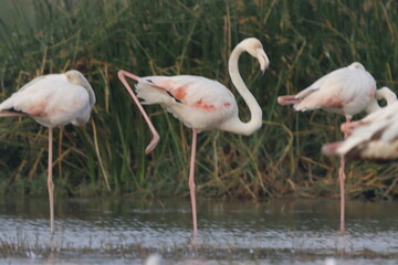 This breathtaking image captures a flamingo in its natural habitat at Bhigwan, Maharashtra, a renowned birdwatching destination. With its elegant long legs, curved neck, and striking pink feathers, th