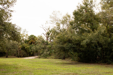 Beautiful nature at myakkahatchee creek environmental park in North Port, Florida