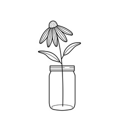 Echinacea flower in a glass jar. Composition of coneflower in a vase for home decor, design. Hand drawn line vector illustration isolated on white background.