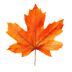 Obraz premium Maple leaf autumn isolated on transparent background