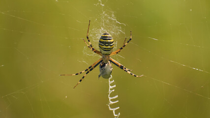 Spider on web makes cocoon from caught insect, closeup. Macro of spider with prey